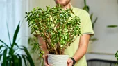 Planta pe care trebuie să o ai în casă în luna iulie! Atrage banii și prosperitatea în viața ta
